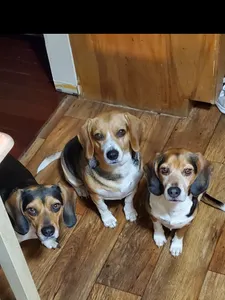 BeagleTrio