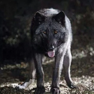 BlackWulf