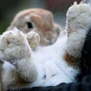 bunnypaws