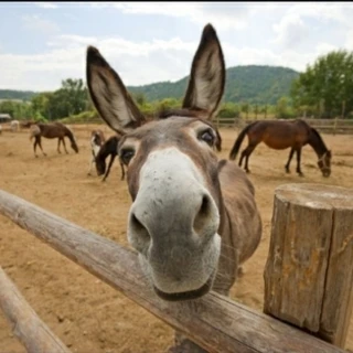 Burro Donkey