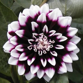 Dahlia