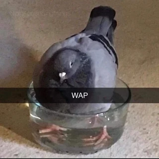 WAP