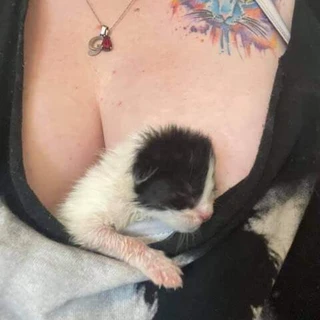 Kitties on Titties