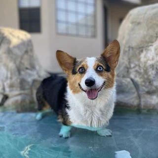 Kona The Corgi