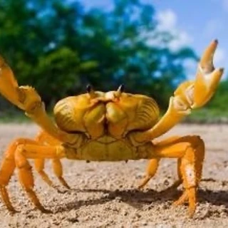 Leo The Crab 