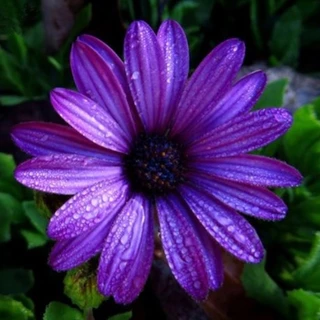 Daisy-violet