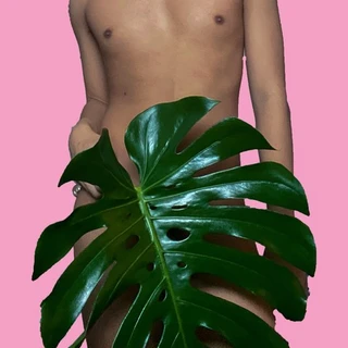 Monstera Twink