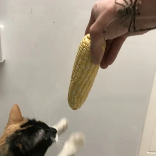 NOKITTYMYCREAMEDCORN