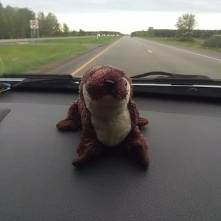 Otter On a Roadtrip