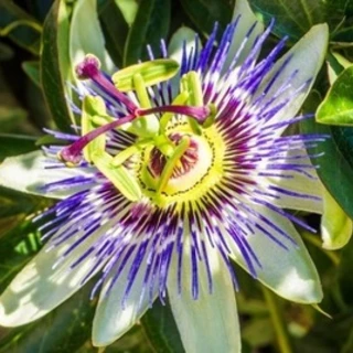 Passiflora Secret