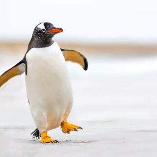 Penguin