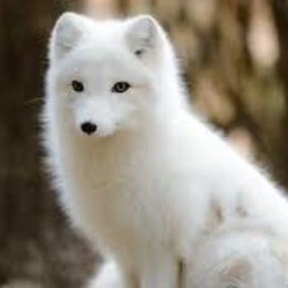 Snowfox2020