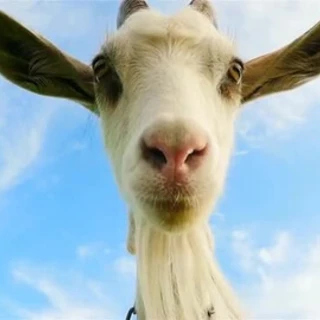 The POV Goat