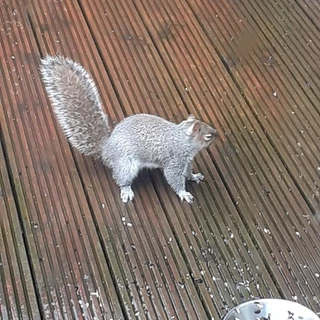 Sexysquirrel