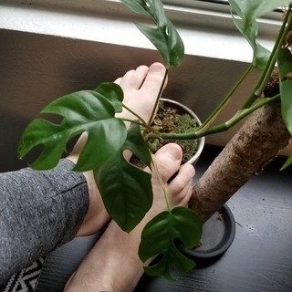 ThisGuyWithFeetAndPlants